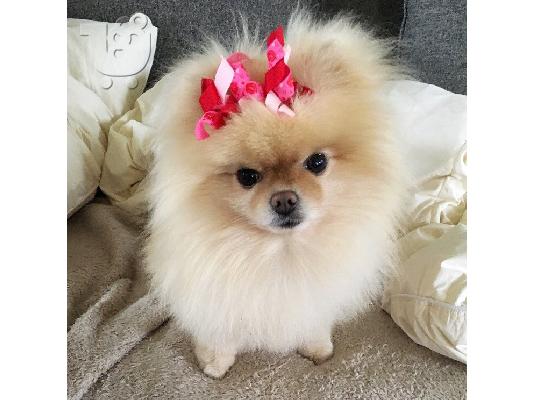 πορσελάνη γυναίκα ψάχνει για καινούριο σπίτι για πάντα...